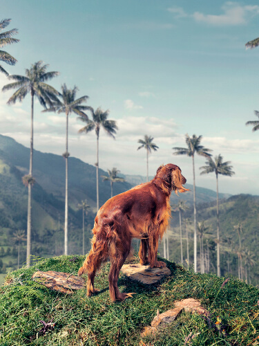 Perro en una montaña