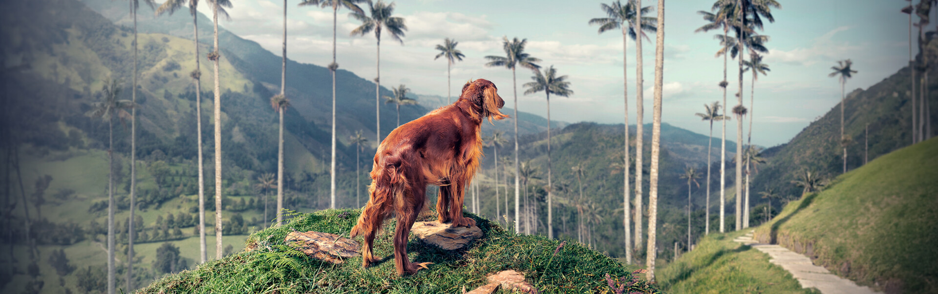 Perro en una montaña